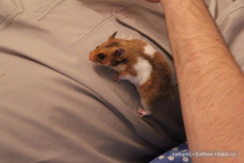 Мистер крабс у нас дома , а так же пачкулька и воонялка