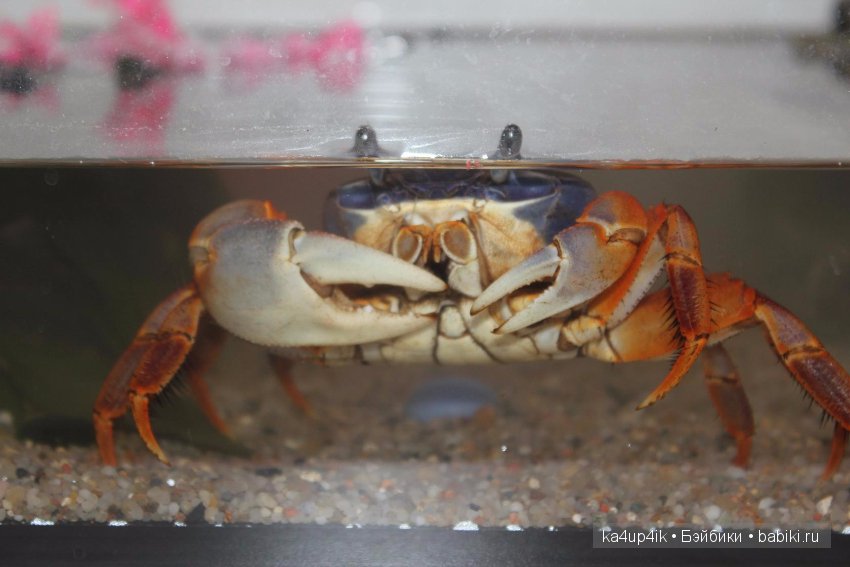 Мистер крабс у нас дома , а так же пачкулька и воонялка (фото 8)