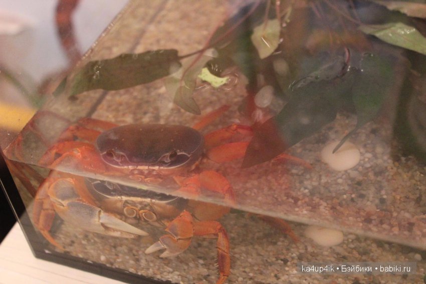 Мистер крабс у нас дома , а так же пачкулька и воонялка (фото 3)