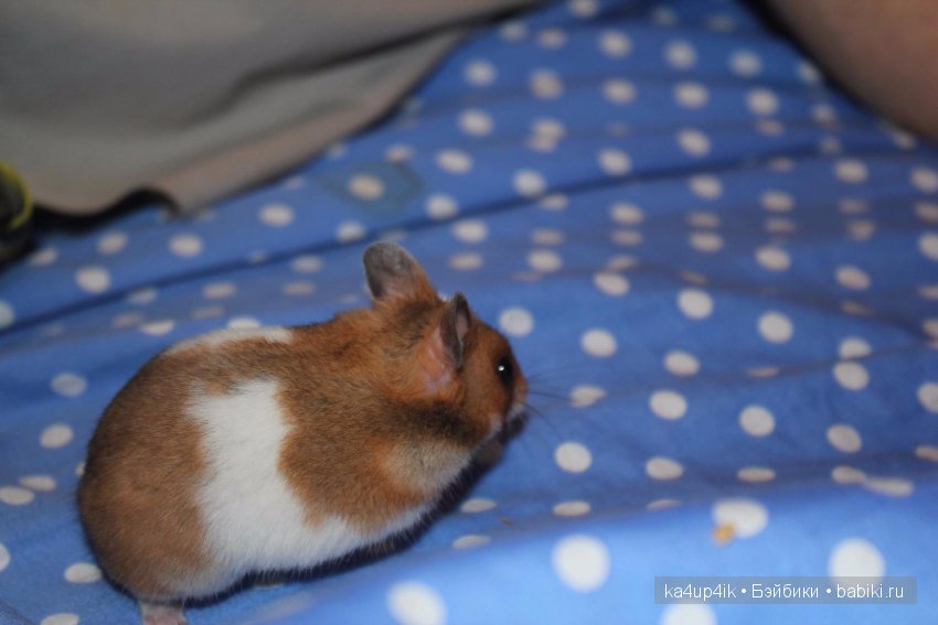 Мистер крабс у нас дома , а так же пачкулька и воонялка