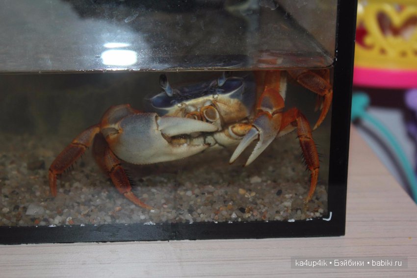 Мистер крабс у нас дома , а так же пачкулька и воонялка (фото 10)