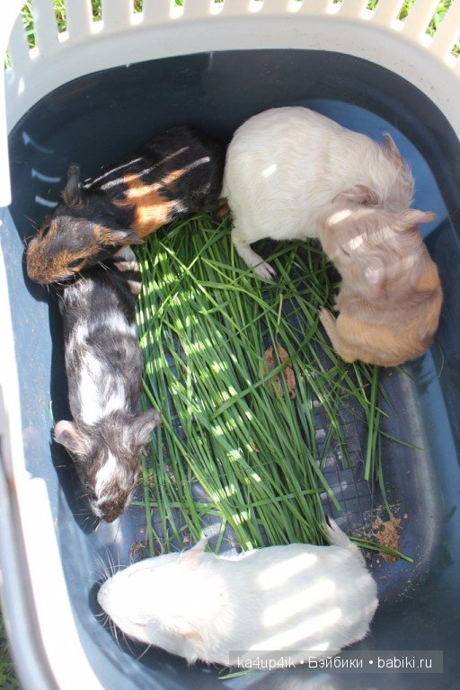 Свинюшки игрушки — Болталка и разговоры обо всем: жизнь