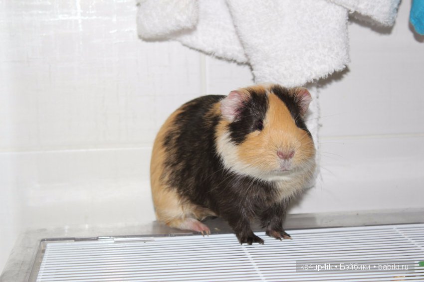 Свинюшки игрушки — Болталка и разговоры обо всем: жизнь