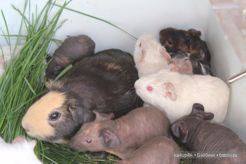 Свинюшки игрушки — Болталка и разговоры обо всем: жизнь (фото 7)