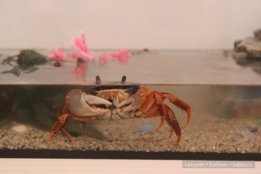 Мистер крабс у нас дома , а так же пачкулька и воонялка (фото 7)