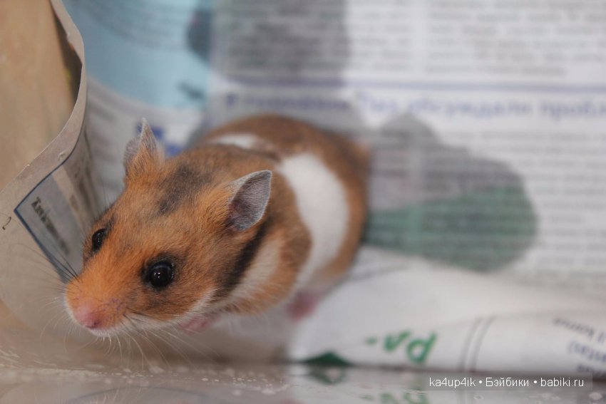 Мистер крабс у нас дома , а так же пачкулька и воонялка