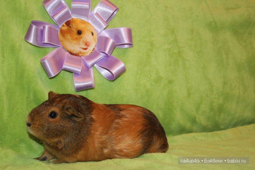 Свинюшки игрушки — Болталка и разговоры обо всем: жизнь