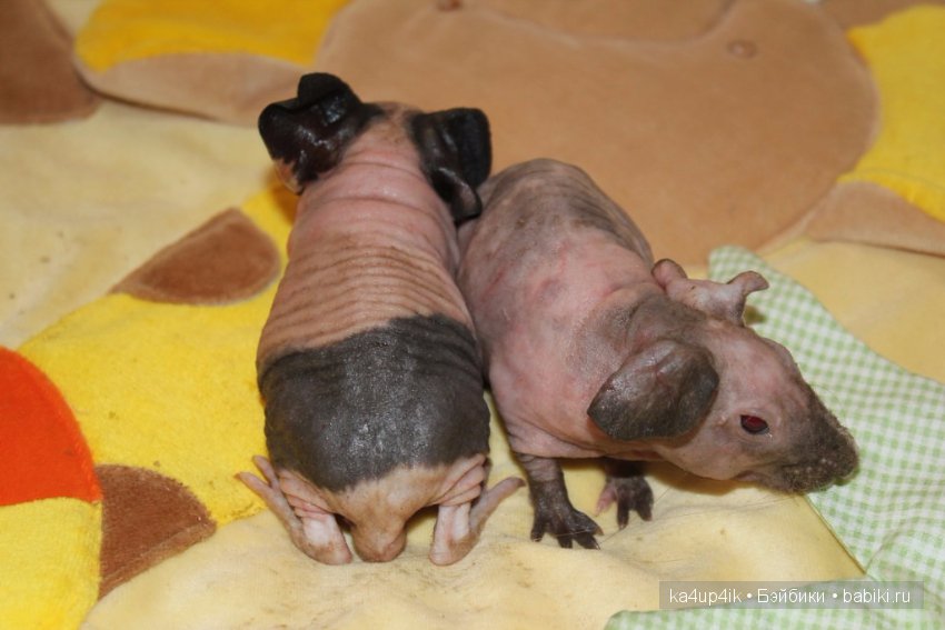 Свинюшки игрушки — Болталка и разговоры обо всем: жизнь