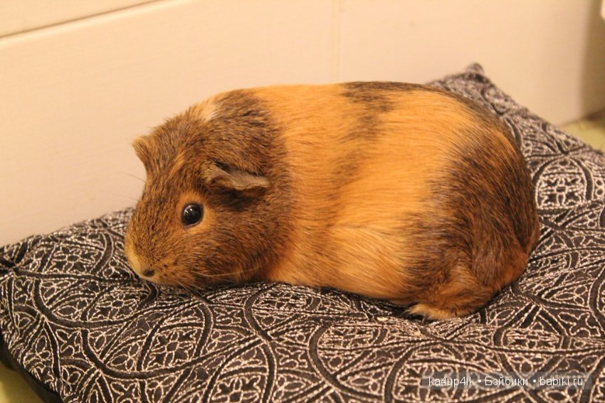 Свинюшки игрушки — Болталка и разговоры обо всем: жизнь