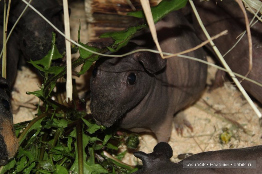 Свинюшки игрушки — Болталка и разговоры обо всем: жизнь