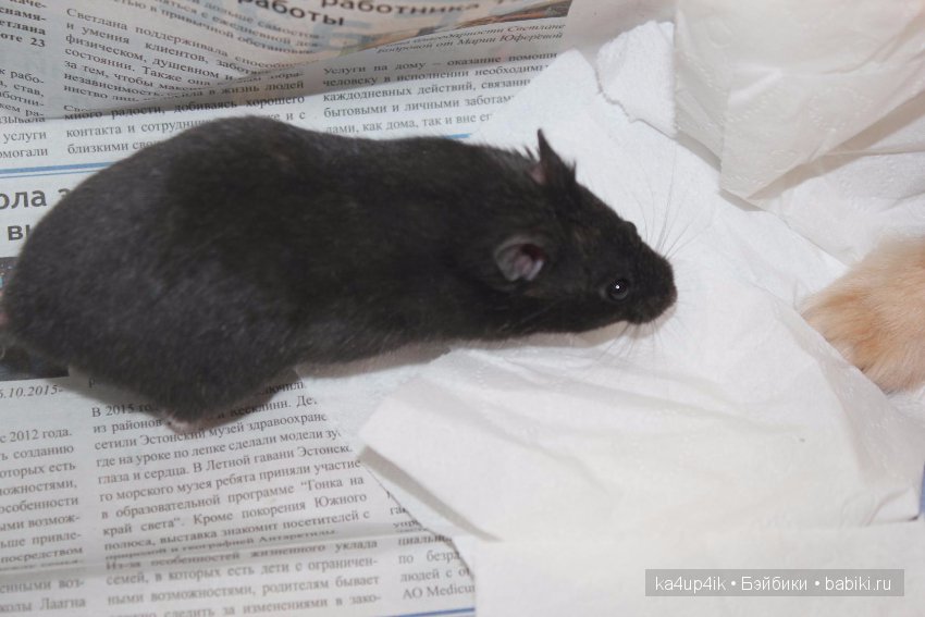 Мистер крабс у нас дома , а так же пачкулька и воонялка