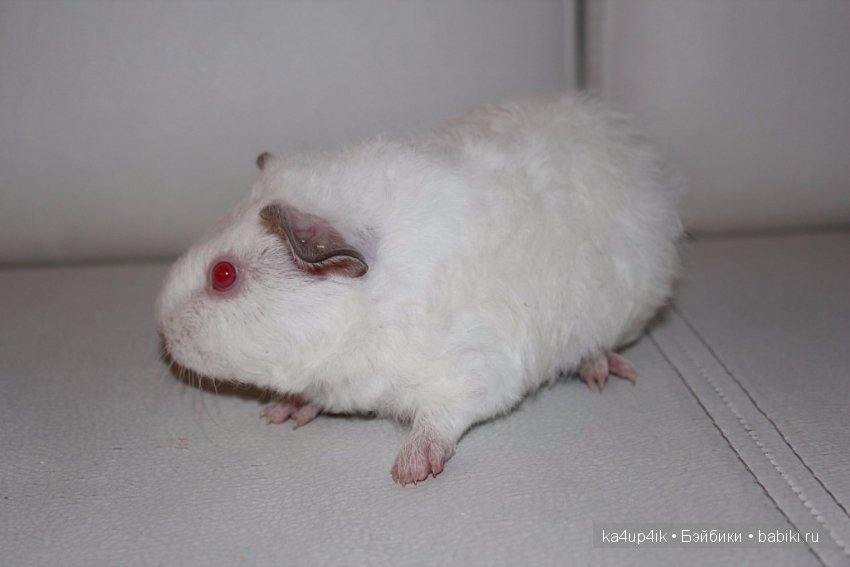 Свинюшки игрушки — Болталка и разговоры обо всем: жизнь