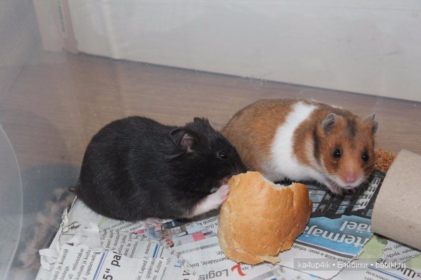 Мистер крабс у нас дома , а так же пачкулька и воонялка