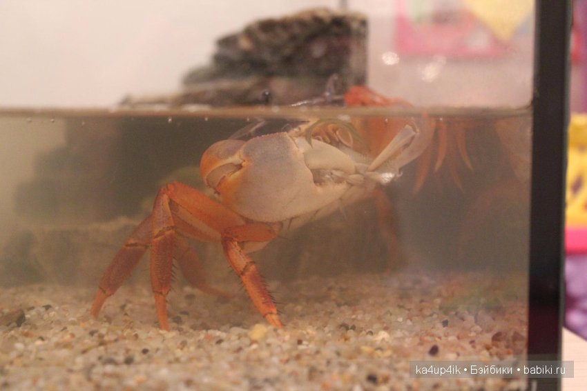 Мистер крабс у нас дома , а так же пачкулька и воонялка