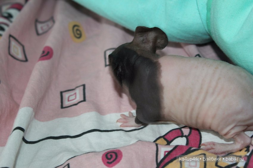 Свинюшки игрушки — Болталка и разговоры обо всем: жизнь