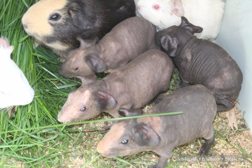 Свинюшки игрушки — Болталка и разговоры обо всем: жизнь (фото 6)