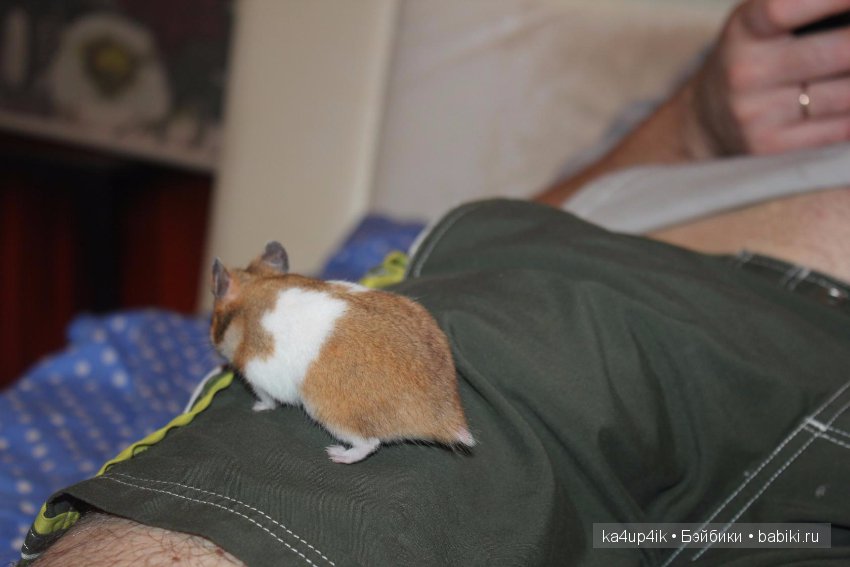 Мистер крабс у нас дома , а так же пачкулька и воонялка