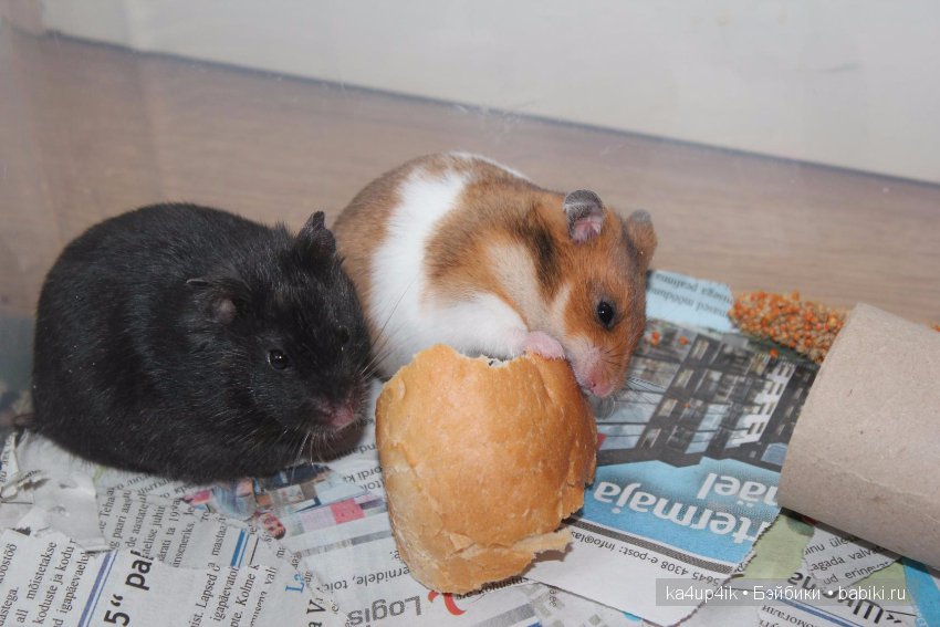 Мистер крабс у нас дома , а так же пачкулька и воонялка