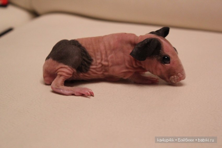 Свинюшки игрушки — Болталка и разговоры обо всем: жизнь (фото 4)