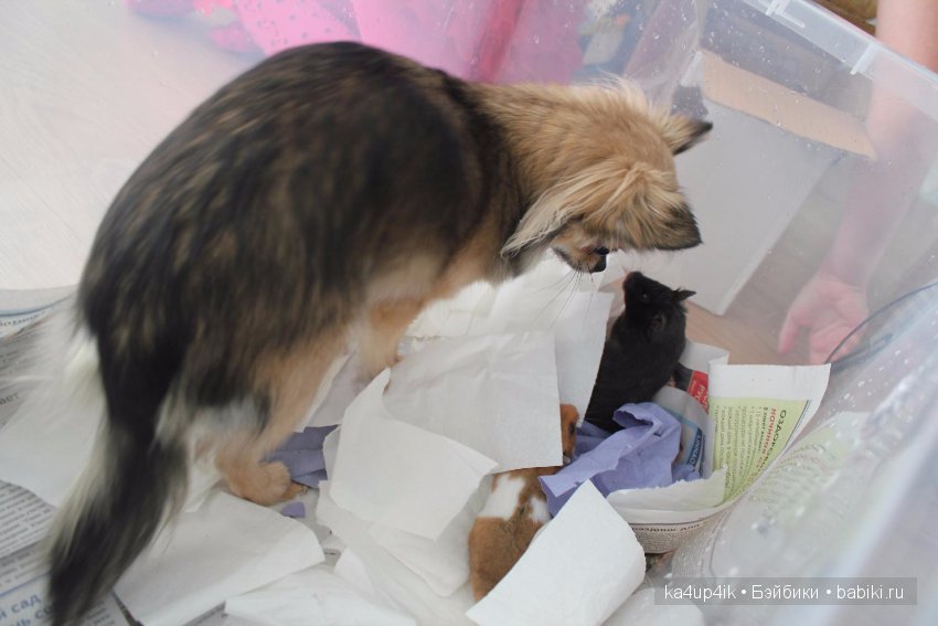 Мистер крабс у нас дома , а так же пачкулька и воонялка