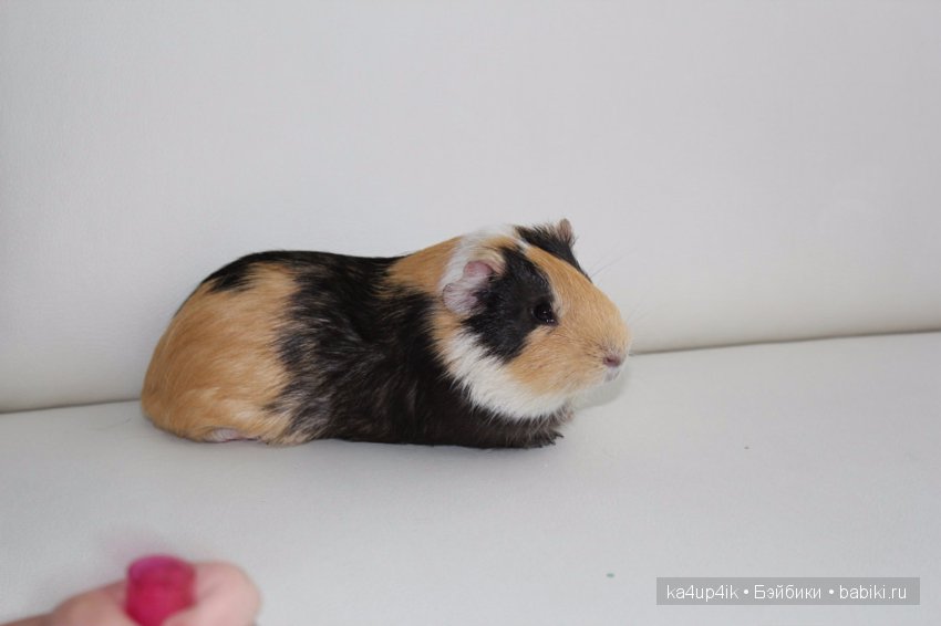 Свинюшки игрушки — Болталка и разговоры обо всем: жизнь