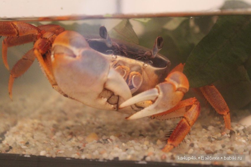 Мистер крабс у нас дома , а так же пачкулька и воонялка (фото 2)
