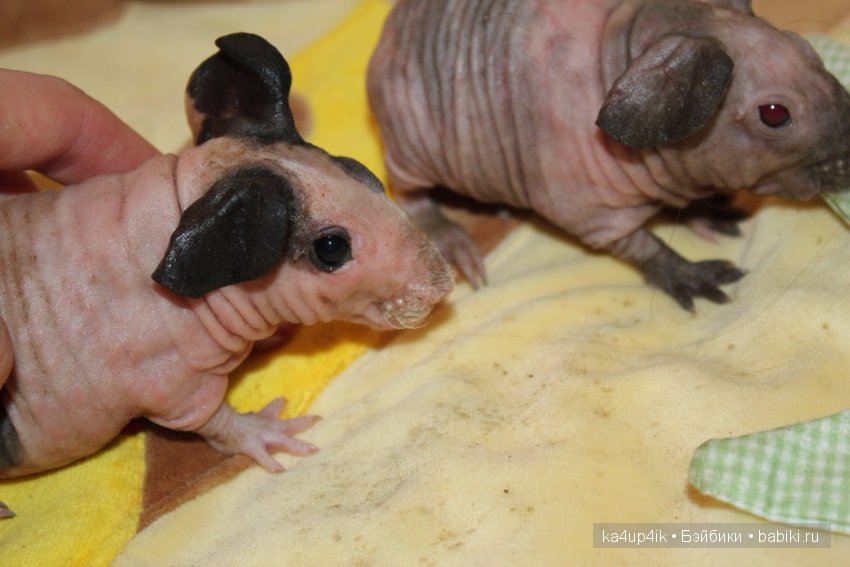 Свинюшки игрушки — Болталка и разговоры обо всем: жизнь