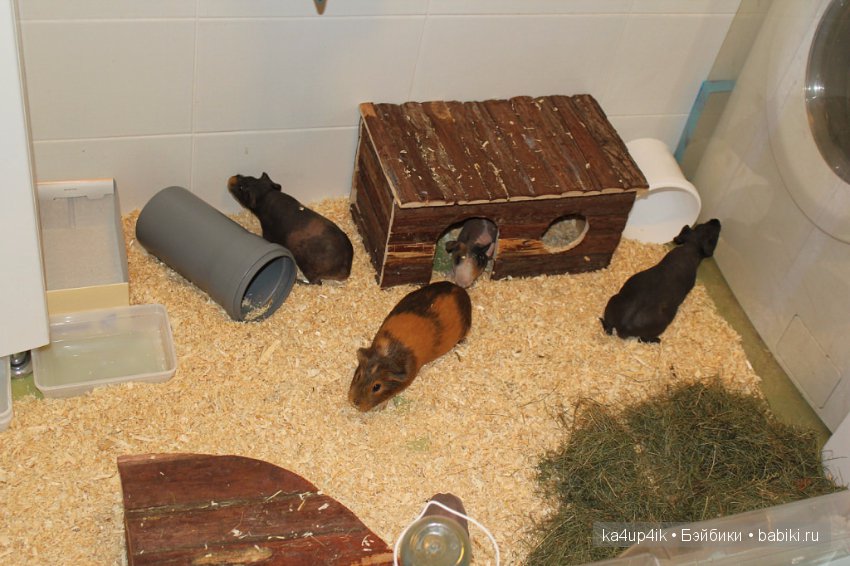 Свинюшки игрушки — Болталка и разговоры обо всем: жизнь