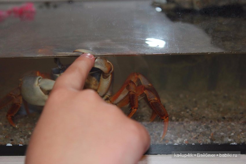 Мистер крабс у нас дома , а так же пачкулька и воонялка (фото 9)