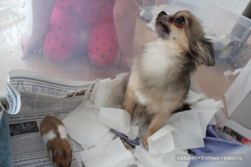 Мистер крабс у нас дома , а так же пачкулька и воонялка