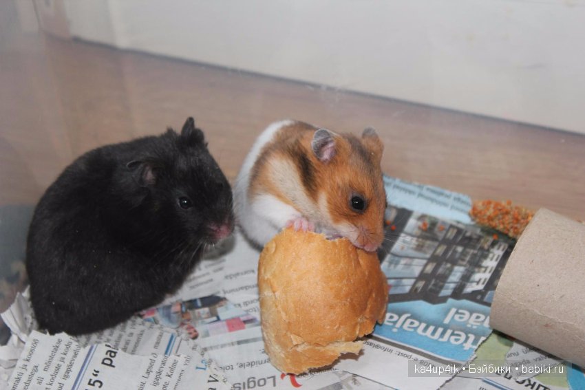 Мистер крабс у нас дома , а так же пачкулька и воонялка