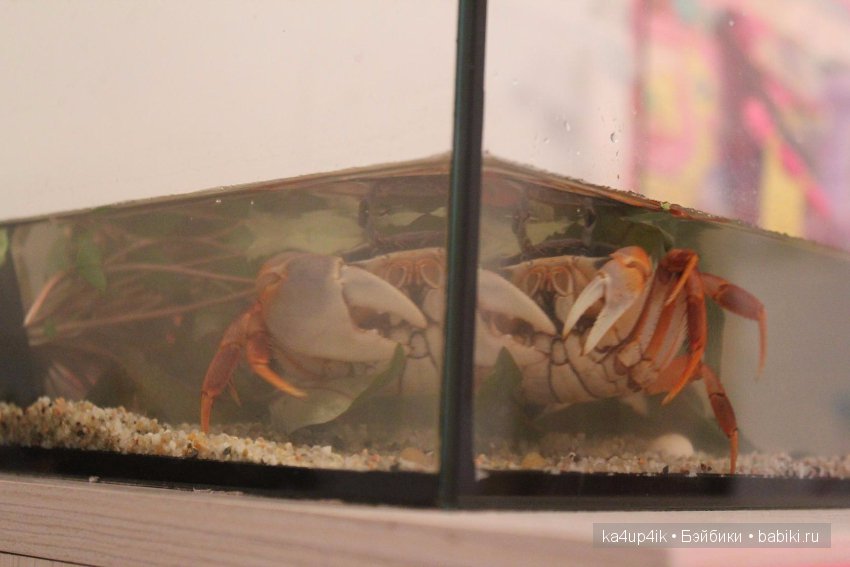 Мистер крабс у нас дома , а так же пачкулька и воонялка