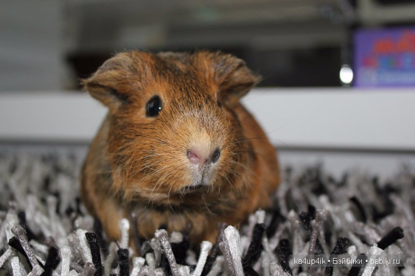 Свинюшки игрушки — Болталка и разговоры обо всем: жизнь