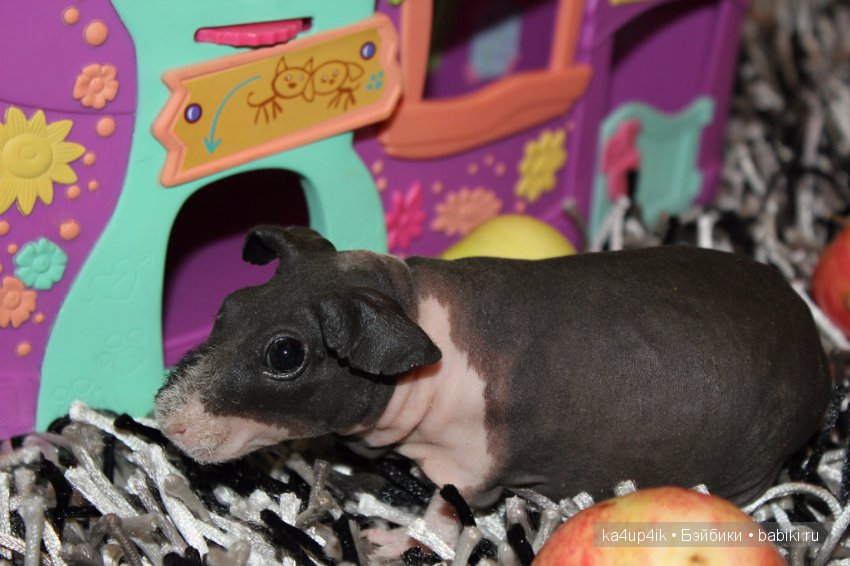 Свинюшки игрушки — Болталка и разговоры обо всем: жизнь