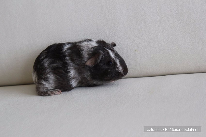 Свинюшки игрушки — Болталка и разговоры обо всем: жизнь