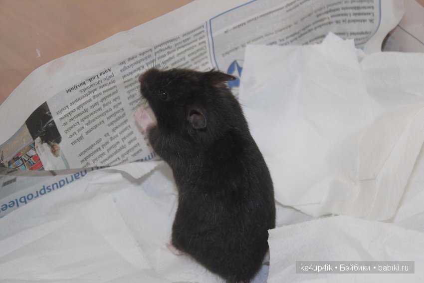 Мистер крабс у нас дома , а так же пачкулька и воонялка