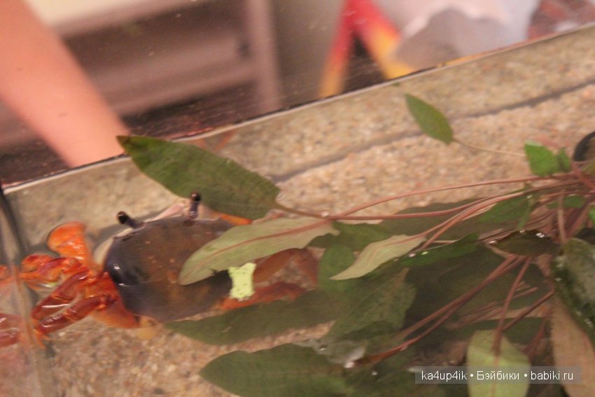 Мистер крабс у нас дома , а так же пачкулька и воонялка (фото 4)