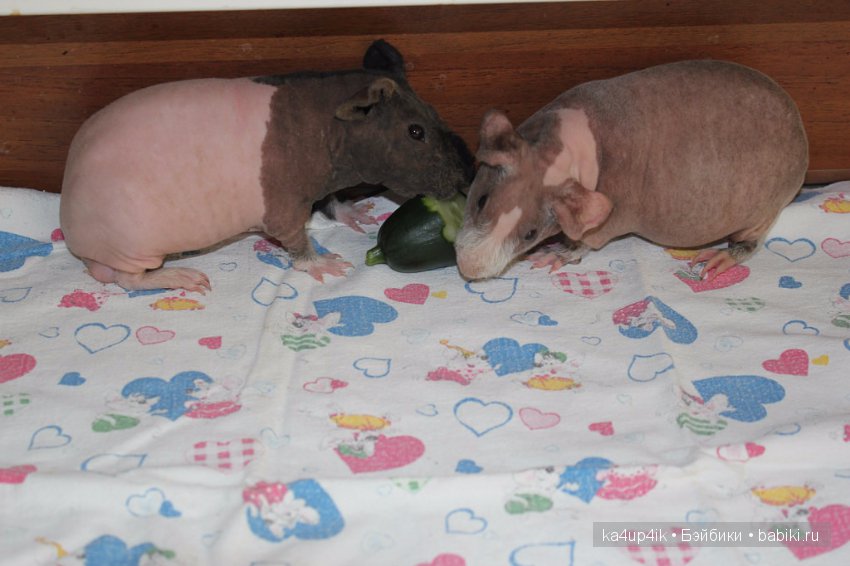 Свинюшки игрушки — Болталка и разговоры обо всем: жизнь