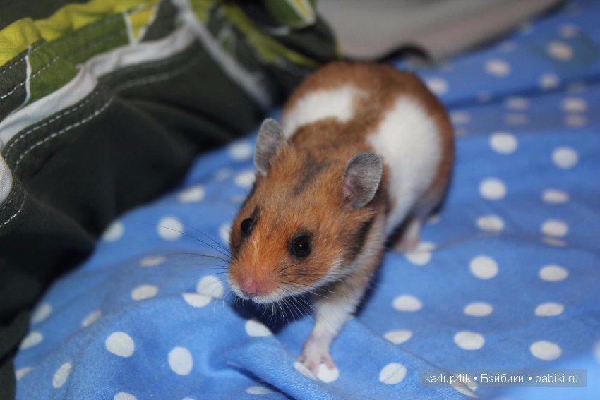 Мистер крабс у нас дома , а так же пачкулька и воонялка