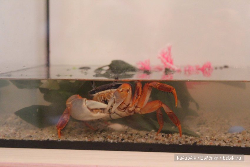 Мистер крабс у нас дома , а так же пачкулька и воонялка (фото 6)