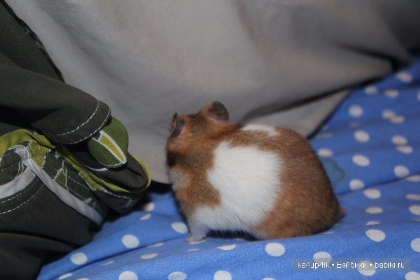 Мистер крабс у нас дома , а так же пачкулька и воонялка