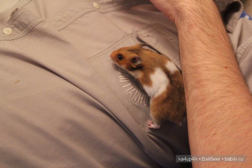 Мистер крабс у нас дома , а так же пачкулька и воонялка