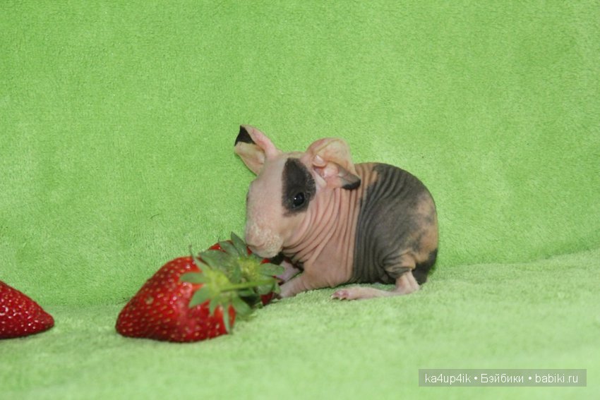 Свинюшки игрушки — Болталка и разговоры обо всем: жизнь