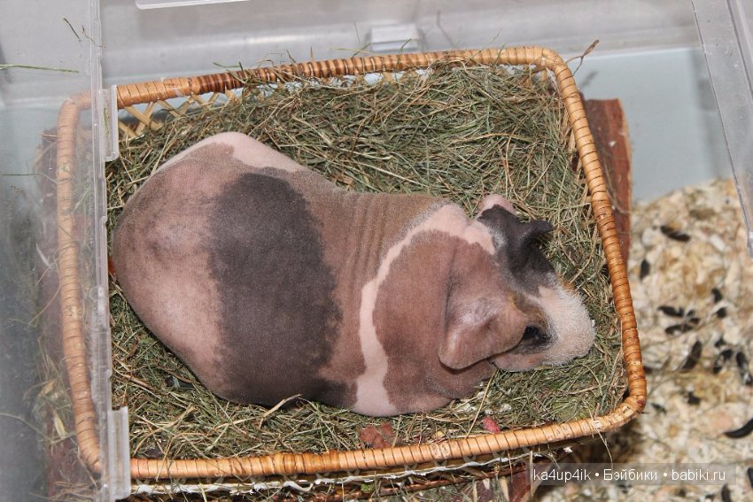 Свинюшки игрушки — Болталка и разговоры обо всем: жизнь