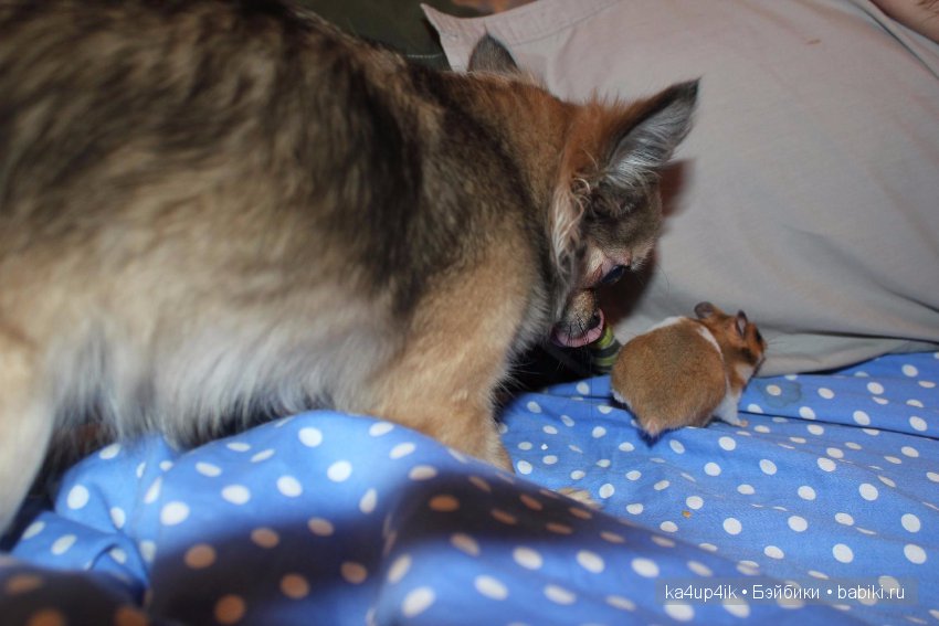 Мистер крабс у нас дома , а так же пачкулька и воонялка