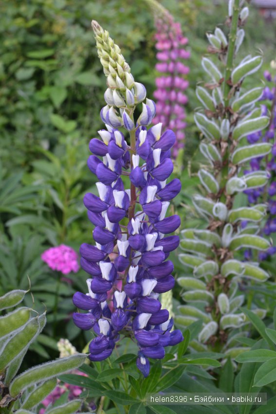 Летние модницы 2016. Одежда на кукол Готц