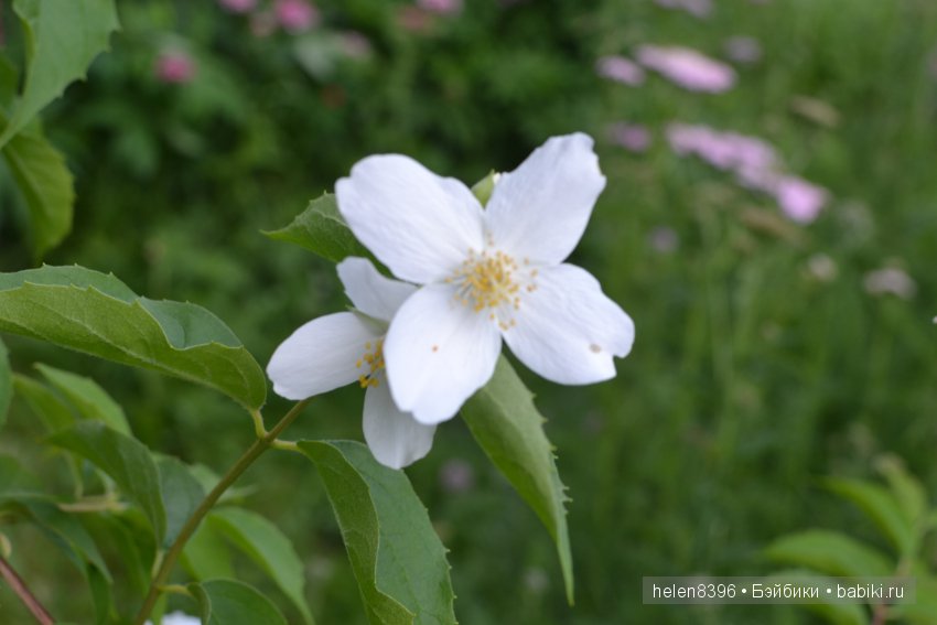 Летние модницы 2016. Одежда на кукол Готц