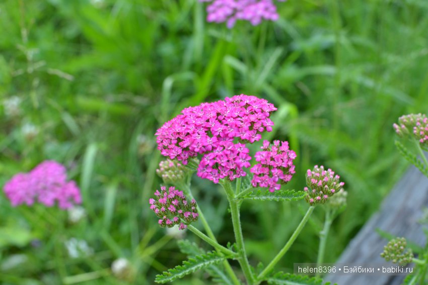 Летние модницы 2016. Одежда на кукол Готц