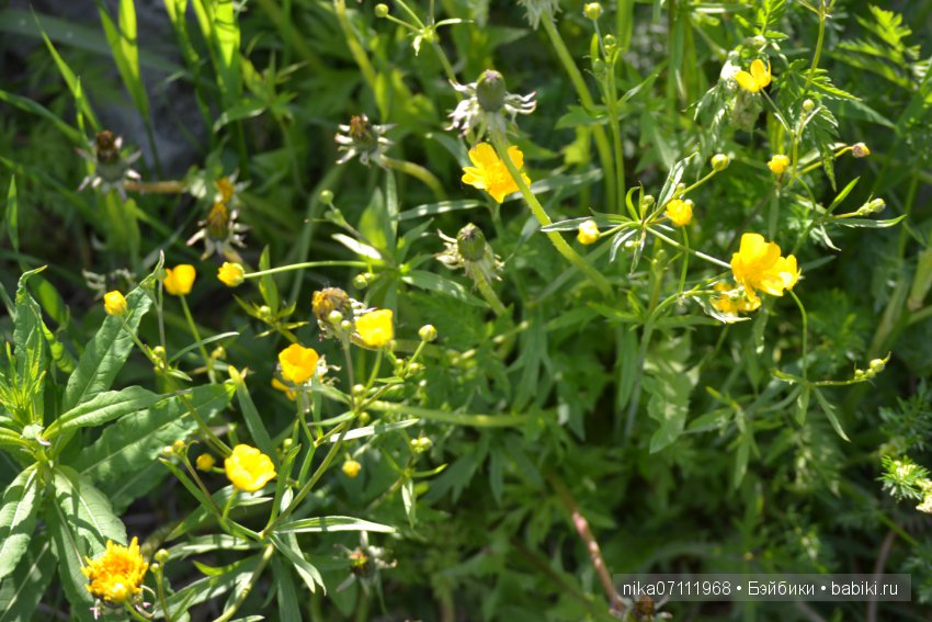 Меюшка со своим другом Кеном