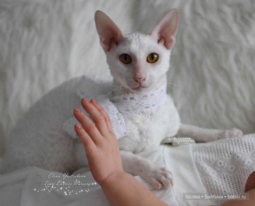 Моя Анжелика! Кукла-реборн Елены Ястребовой (фото 10)